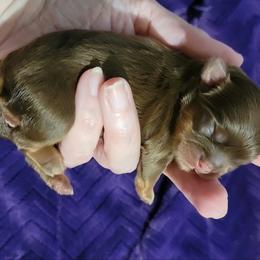 Wink - Chocolate and tan male Shih Tzu puppy in Clarksville, Indiana from C&A IronHeart Bulldogs and Krymson Kandy Shihtzus
