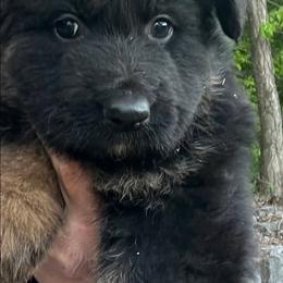Puppy 3 - Black and red female German Shepherd puppy in Stuarts Draft, Virginia from Shengulli Shepherds
