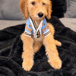 GRINCH BOY - Apricot male Poodle puppy in Porter, Texas from KD's Luxury Nursery