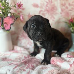 Gray collar - Black brindle female Cane Corso puppy in Opelousas, Louisiana from Azelees Cane Corso