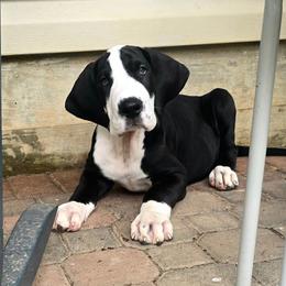 Big boy show marked - Mantle male Great Dane puppy in Golconda, Illinois from Breken Great Danes