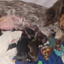 Girl 2  name coming soon and photos - Piebald female Dachshund puppy in Austin, Texas from Glorious Minis
