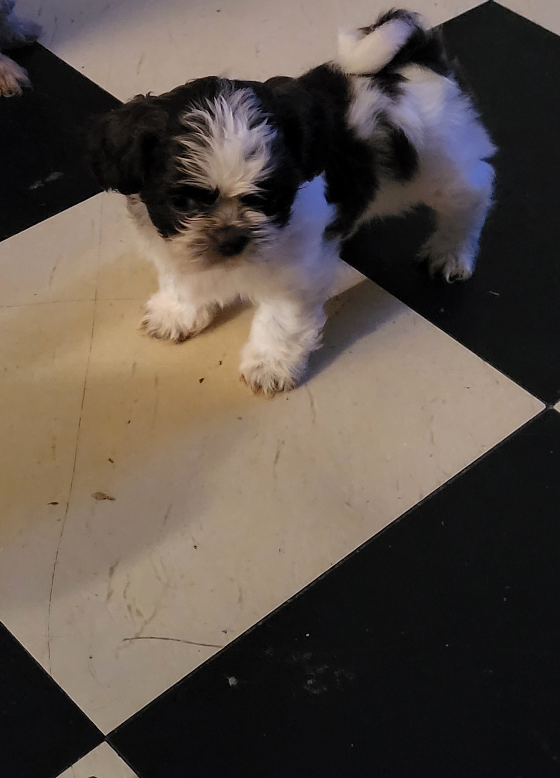 Girl 5-Kate - Shih Tzu puppy in Newport, Arkansas from Gina's Lil Zues and Yorkies Kennel