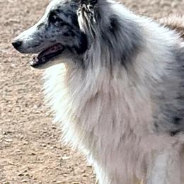 Fiona - Blue merle and white female Shetland Sheepdog puppy in Pleasant Shade, Tennessee from Odyssey Shetland Sheepdogs
