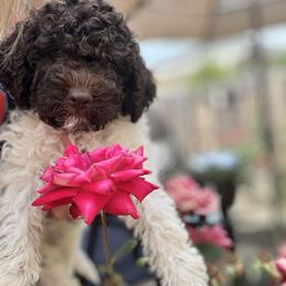 Lagotto Romagnolo Puppies from Anna’s Lagottos