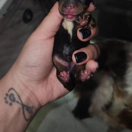 Teacup traditional female (chocolate carrier) - Black and tan female Yorkshire Terrier puppy in Thornville, Ohio from My precious yorkies