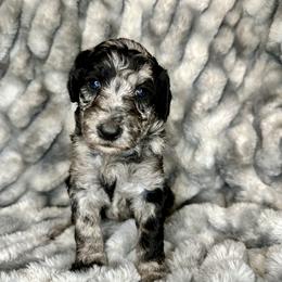 Aussiedoodle, Labradoodle, and Sheepadoodle Puppies from Boxcar Doodles and Poodles