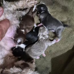 Blue and white boy - Blue and white male Shih Tzu puppy in Newark, Ohio from Gemini Kennels