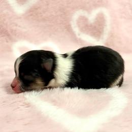 Black Tri Male. - Tri-colored male Pomeranian puppy in Princeton, New Jersey from PureLove Poms.