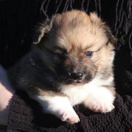 Cedar (Fluffy) - Sable and white male American Corgi puppy in Fayetteville, Arkansas from Intergalactic Corgis