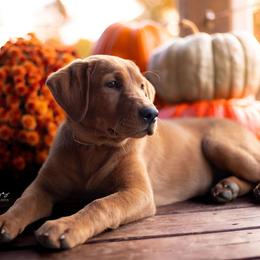 Labrador Retriever Puppies from UC Labradors