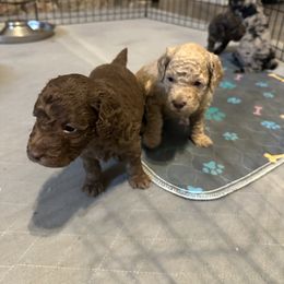 Chocolate Male (2) - Brown Cockapoo puppy in Dahlonega, Georgia from Loveable Cockapoos