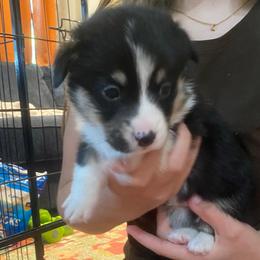 Leonard - Black and tan male Pembroke Welsh Corgi puppy in New Richmond, Wisconsin from 10 Mile Creek Farms