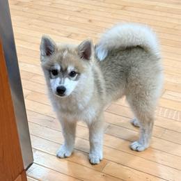 Valor - Wolf sable male Pomsky puppy in Doon, Iowa from Luxury Pomsky