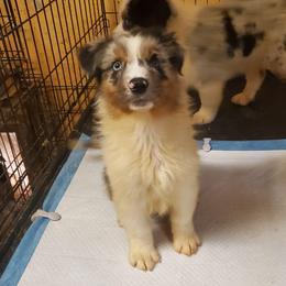 Sneezy - Blue merle male Australian Shepherd puppy in Rossville, Tennessee from GoodSprings Aussies