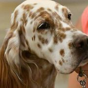 English Setters from BJ's Festivity