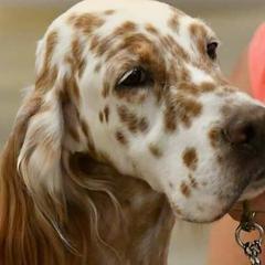 English Setters from BJ's Festivity