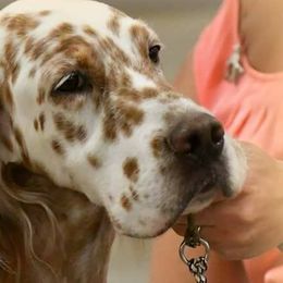 English Setters from BJ's Festivity