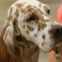 English Setters from BJ's Festivity