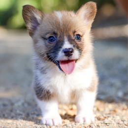 Honey - Sable female Pembroke Welsh Corgi puppy in Star City, Arkansas from Say When Corgi Co.