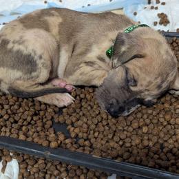 Loreth - Harlequin female Great Dane puppy in Citra, Florida from AEW Farm