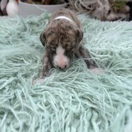 Orbit - Fawn brindle male Whippet puppy in Fort Myers, Florida from Rainbow Whippets