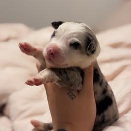 Knox AKC - Blue merle male Australian Shepherd puppy in Polk City, Florida from Skaky Shepherds