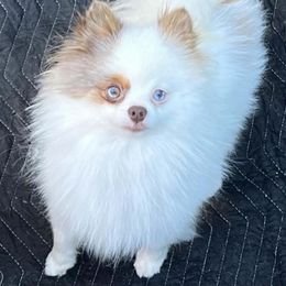 Pomeranian Puppies from Purdy Pomeranian Pooches
