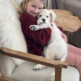 Golden Retriever Puppies from Snow Walker Goldens