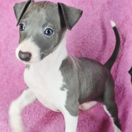 My Go To - White and blue male Italian Greyhound puppy in Cadwell, Georgia from All The DoDa Day Italian Greyhounds