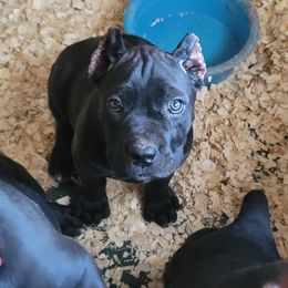 Cane Corso Puppies from Red Wood Cane Corso