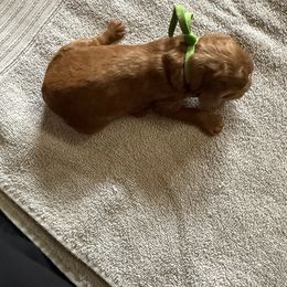 Denali - Red  male Poodle puppy in Mount Vernon, Illinois from AMC Poodles