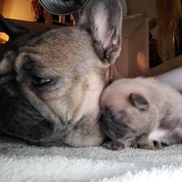 French Bulldog Puppies from 4 Leaf Frenchies