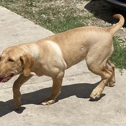 Luna - Labrador Retriever