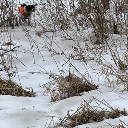 German Shorthaired Pointer All Grown Up from The Nosbisch Ranch Shorthaired Pointers