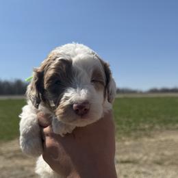 Romeo - Brown and white male Aussiedoodle puppy in Jerome, Michigan from Haaspawz