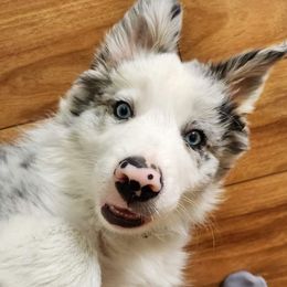 Border Collie Puppies from Gail Hutchinson's Border Collies