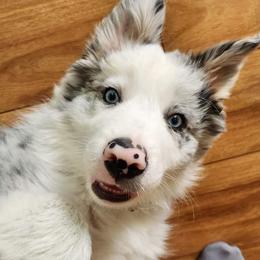 Border Collie Puppies from Gail Hutchinson's Border Collies
