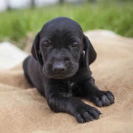 German Shorthaired Pointer Puppies from Spring River Kennel