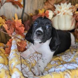 Viserys - Black and white male Basset Hound puppy in Valley, Washington from Enchanted Valley Paws