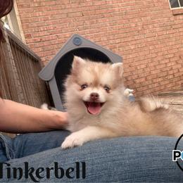 Tinkerbell - Red and white female Pomsky puppy in Eastman, Georgia from Once Upon A Pomsky