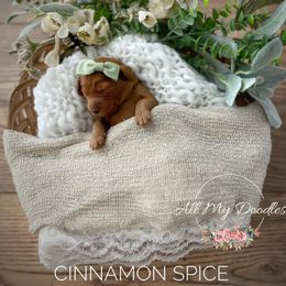 Goldendoodle Puppies from All My Doodles