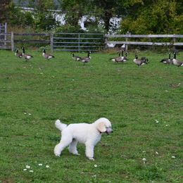Poodle Puppies from D and D Standard Poodles