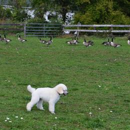 Poodle Puppies from D and D Standard Poodles