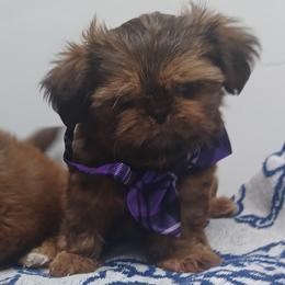 Boy 1 - Chocolate and tan male Shih Tzu puppy in Houston, Texas from Shih Tzu Houston