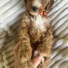 AKC LUKE. (Orange collar) - Red  male Poodle puppy in Dallas, Georgia from West Cobb Dogs