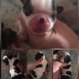Queso - Black white and tan male English Toy Spaniel puppy in Glenwood City, Wisconsin from NyaStar