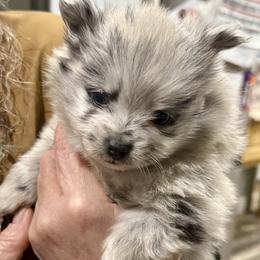 Blue Merle Boy 3 wks - Blue merle male Pomeranian puppy in Madison, Ohio from PawSitive Therapy Pomeranians