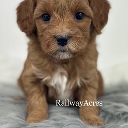 Molly - Red  female Goldendoodle puppy in Milford, Indiana from Railway Acres Kennel