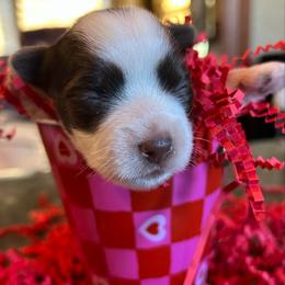 Dotson - Chocolate, tan and white male Yorkshire Terrier puppy in Parkersburg, West Virginia from Chocolate Diamonds in the RUFF